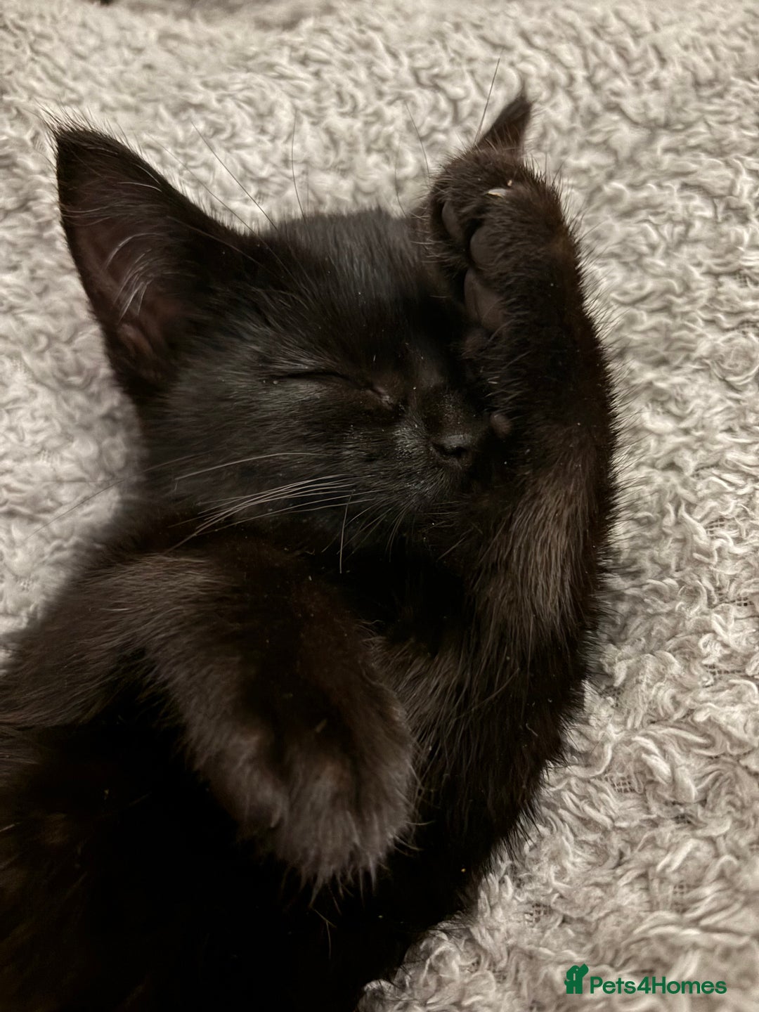 British Shorthair cats for sale: Stunning little kitten for sale  - Image 2