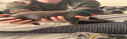 Cane Corso dogs for sale: Cane corso puppies  in Worksop - Advert 19