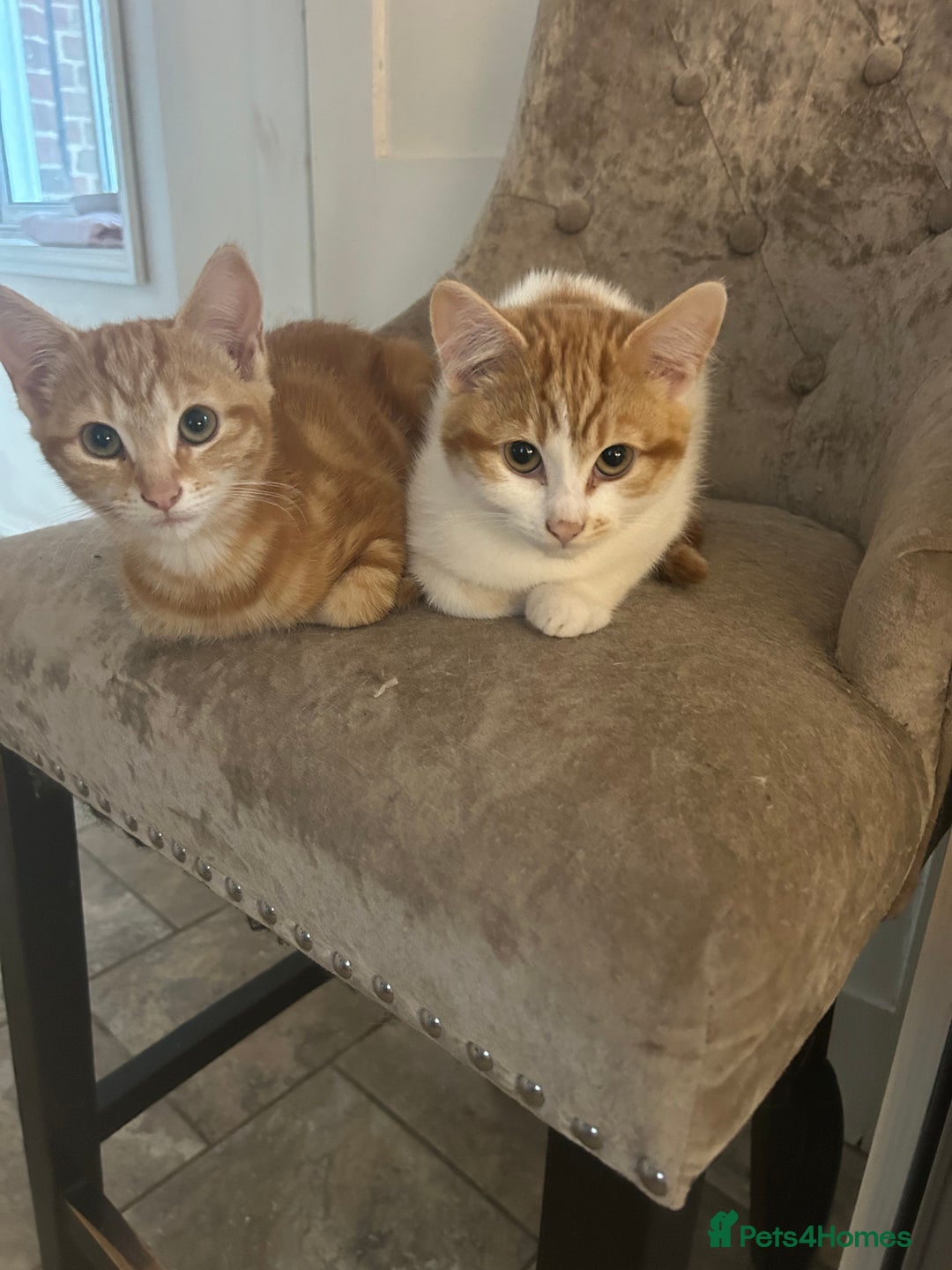 Domestic Shorthair cats for sale: Must stay together-  male & female kittens - Image 9