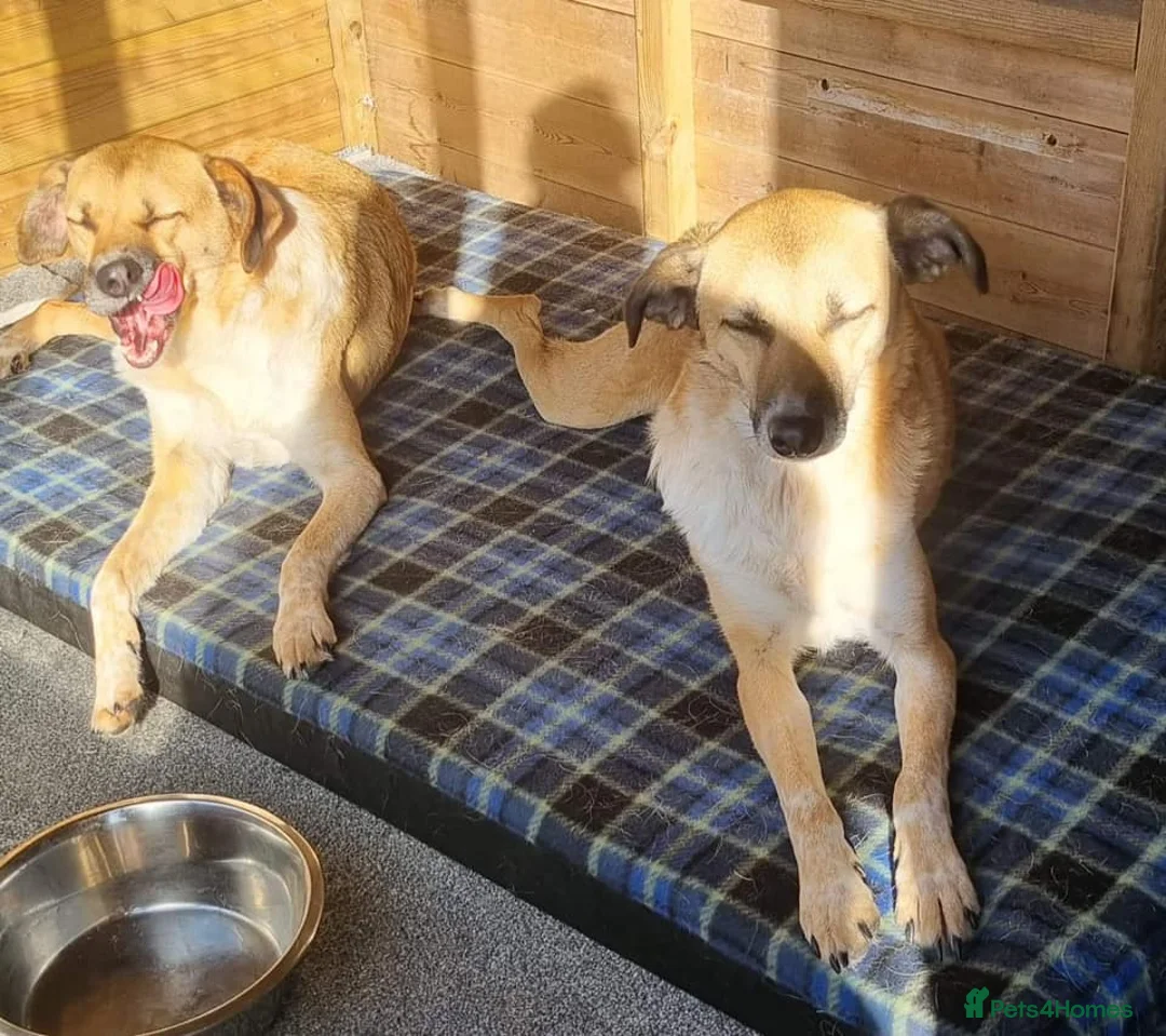 Mixed Breed dogs for adoption: Tessa and Tosca -looking for a home together in Ayr - Advert 16
