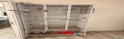 Conures birds for sale: Green cheek Conure - hand reared - Advert 4