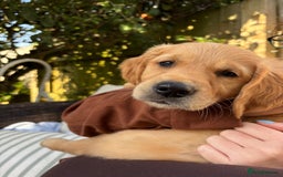 Golden Retriever dogs for sale: 🐾 Ready Soon!! KC Golden Retriever Male Puppies - Image 2