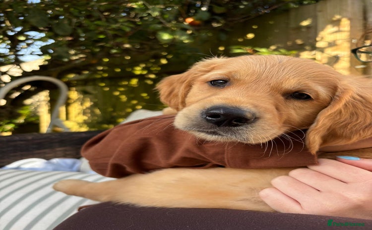 Golden Retriever dogs - Advert 3