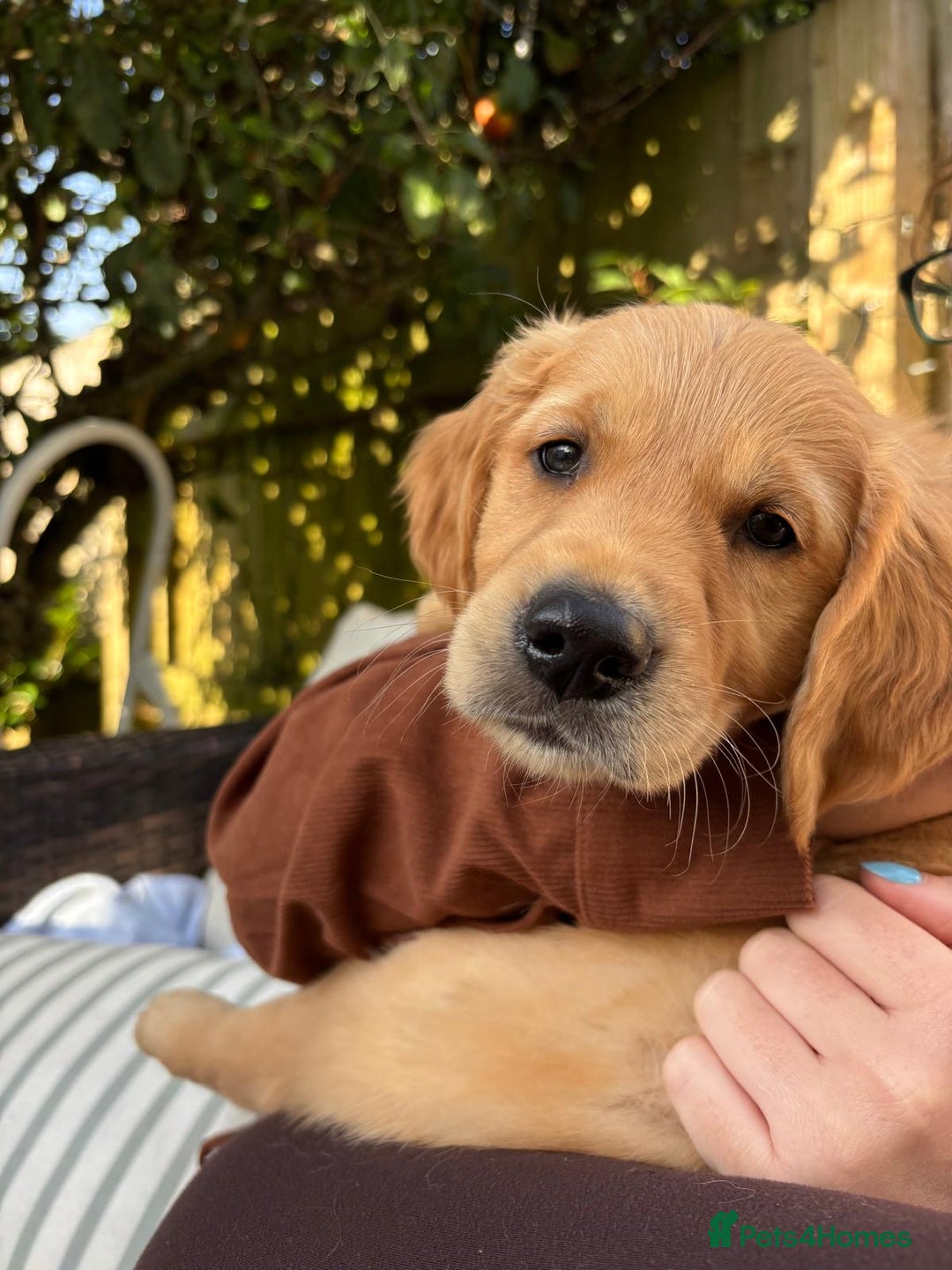 Golden Retriever dogs for sale: 🐾 Ready Soon!! KC Golden Retriever Male Puppies - Image 2
