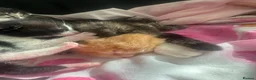 Mixed Breed cats for sale: Stunning Kittens - Advert 4