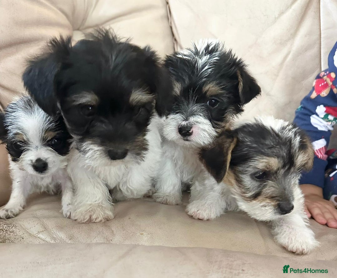 Mixed Breed dogs for sale: Jackawawa pups - Image 16