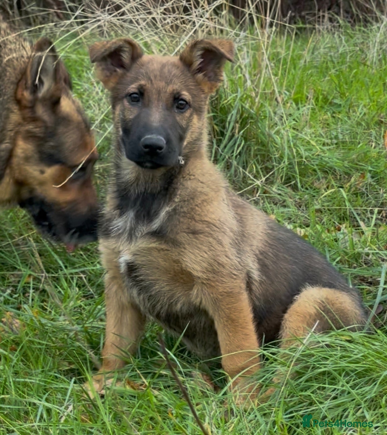 German Shepherd dogs for sale: Beautiful German shepherd x Belgian shepherd pups - Advert 2