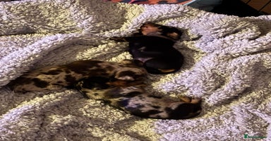 Miniature Dachshund dogs in Harrogate - Advert 2