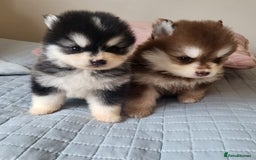 Pomsky dogs for sale:  toy size multi-generational pomsky puppies  - Image 7