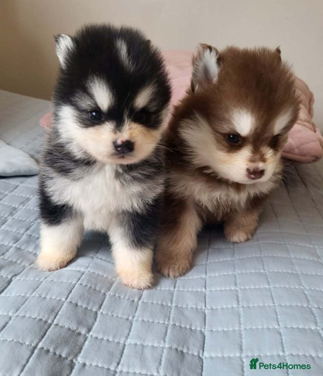 Pomsky dogs for sale:  toy size multi-generational pomsky puppies  - Image 7