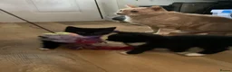 Mixed Breed cats for sale: Gorgeous kittens - Advert 8