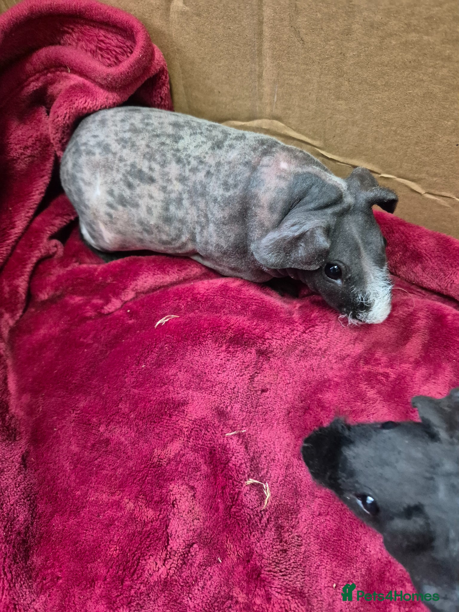 Guinea Pig rodents for sale: Pair of Baby Female Skinny Pigs For Sale  - Advert 3