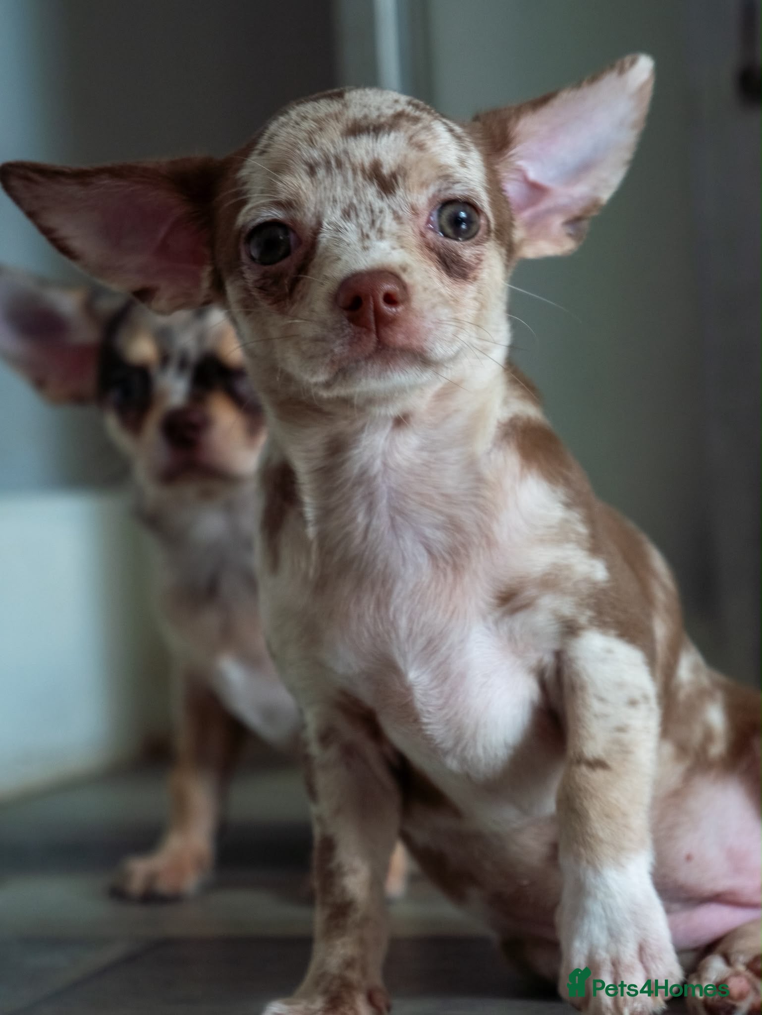 Chihuahua dogs Gorgeous litter of merle chihuahua pups - Advert 2