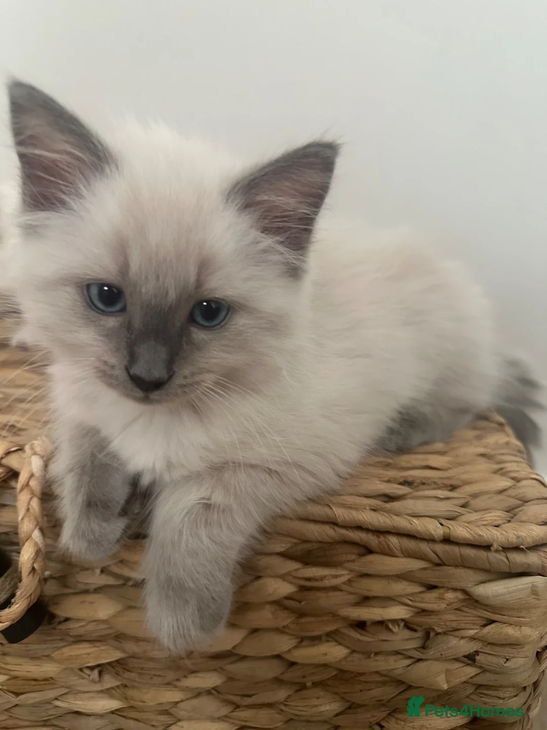 Ragdoll cats for sale: £850 for pair - Beautiful Bonded Ragdoll Kittens  - Advert 2