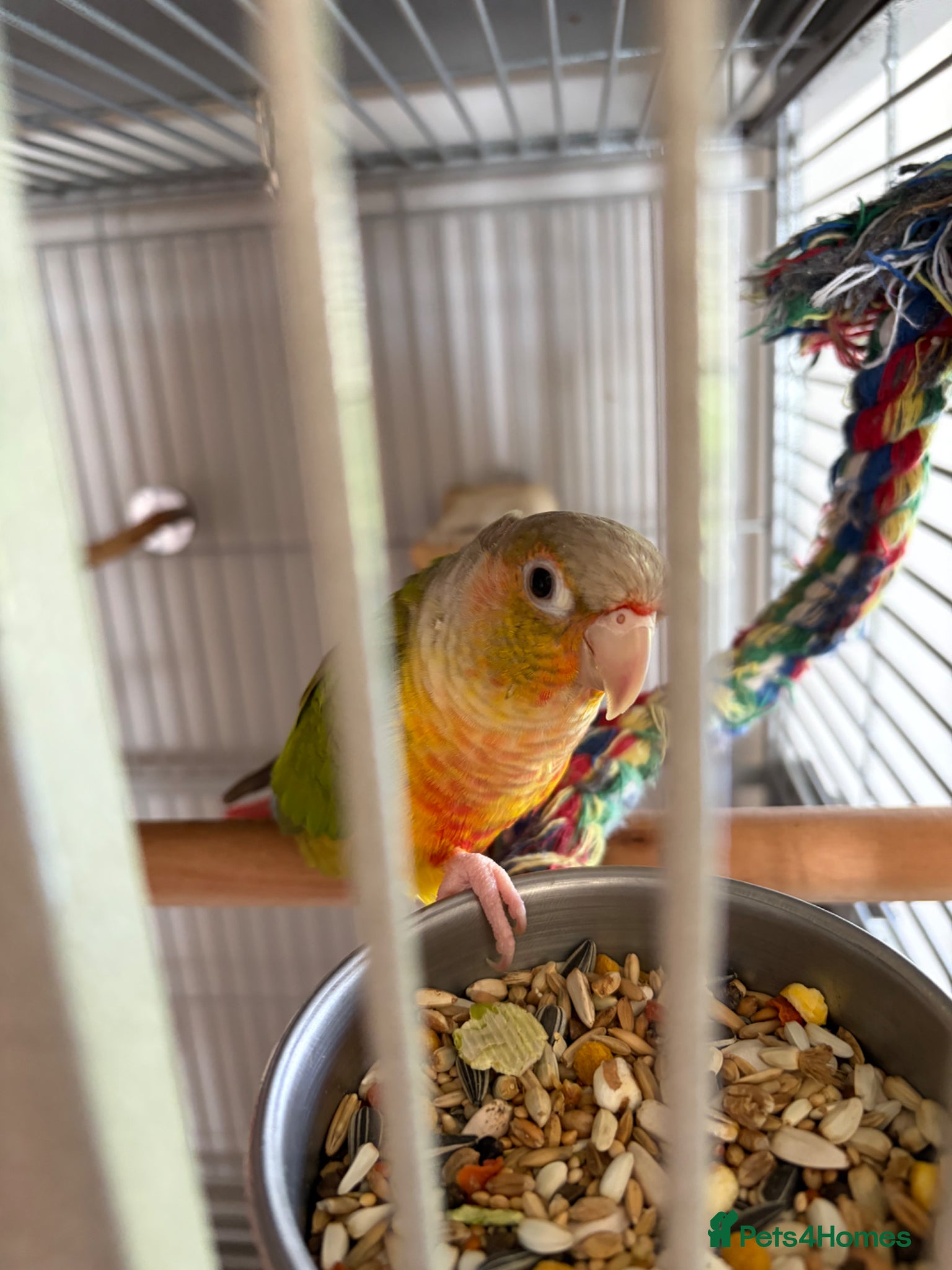 Conures birds Conure  - Advert 2