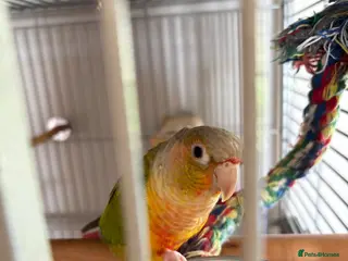 Conures birds Conure - Advert 2