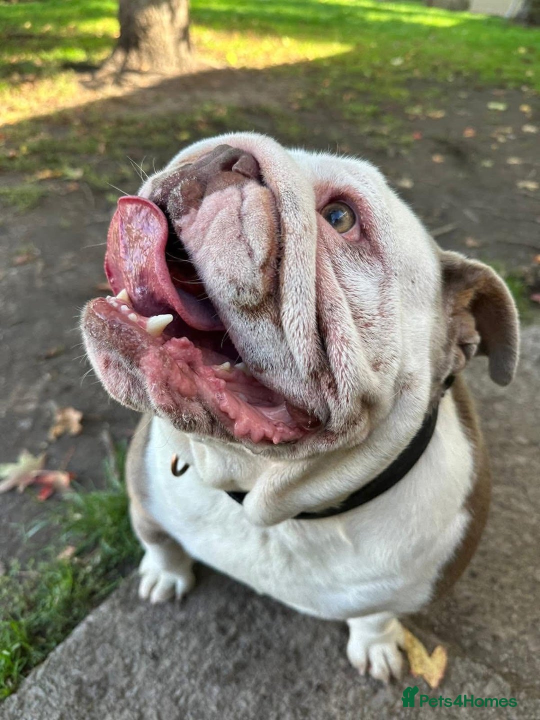 English Bulldog dogs for sale: Can anyone rehome our winnie ! - Image 6