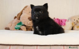 Pomsky dogs for sale: 5 tiny toy pomsky pups - Image 15