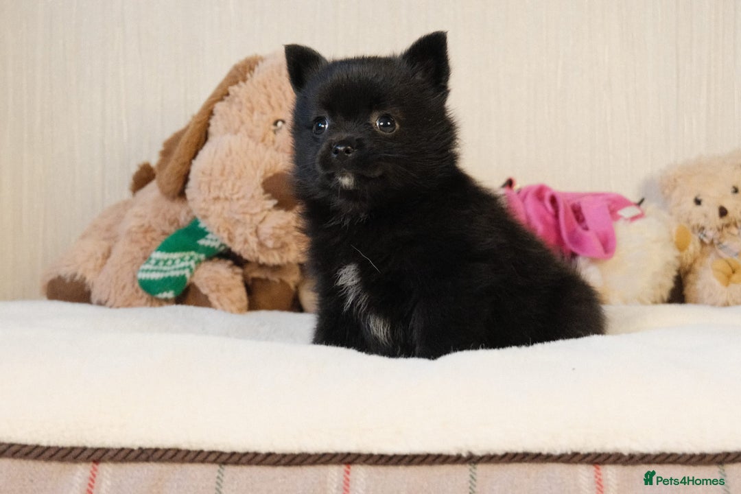 Pomsky dogs for sale: 5 tiny toy pomsky pups - Image 15