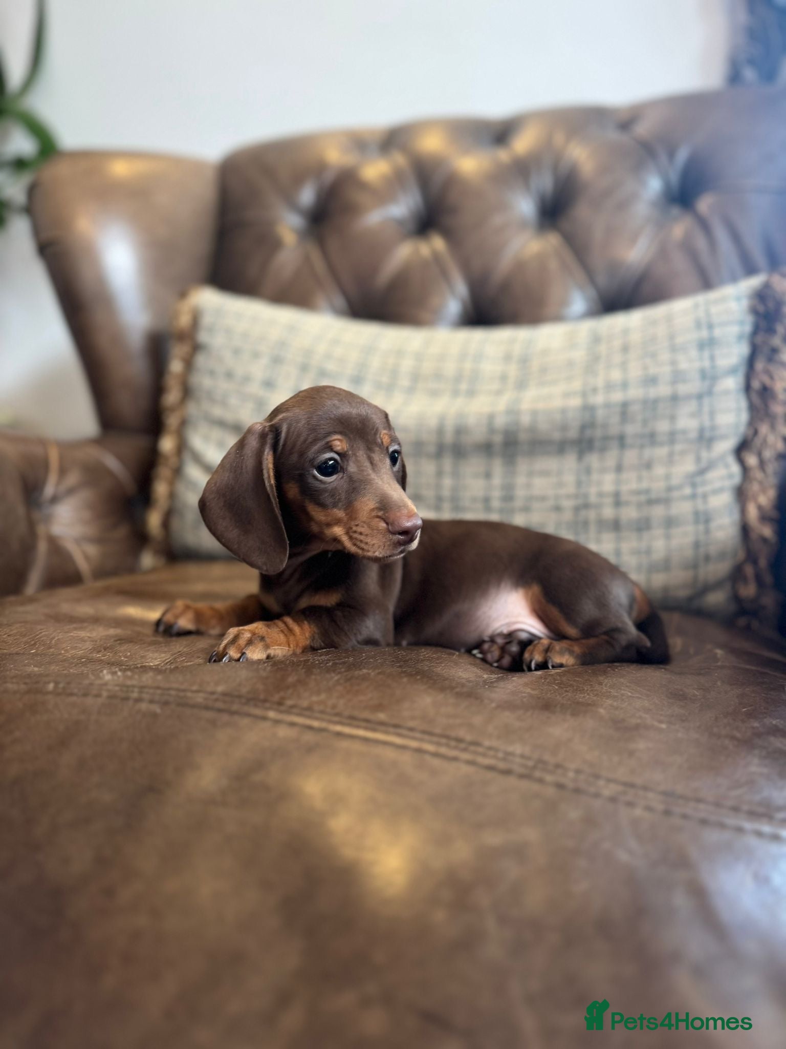 Dachshund dogs Miniature dachshund puppies  - Advert 2