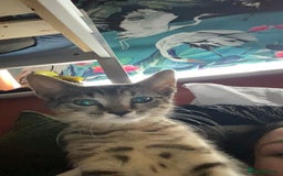 Bengal cats for sale: beautiful bengal kitten  - Image 4