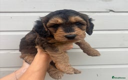 Cockapoo dogs for sale: 🐾 Gorgeous cockapoo puppies🐾 - Image 3