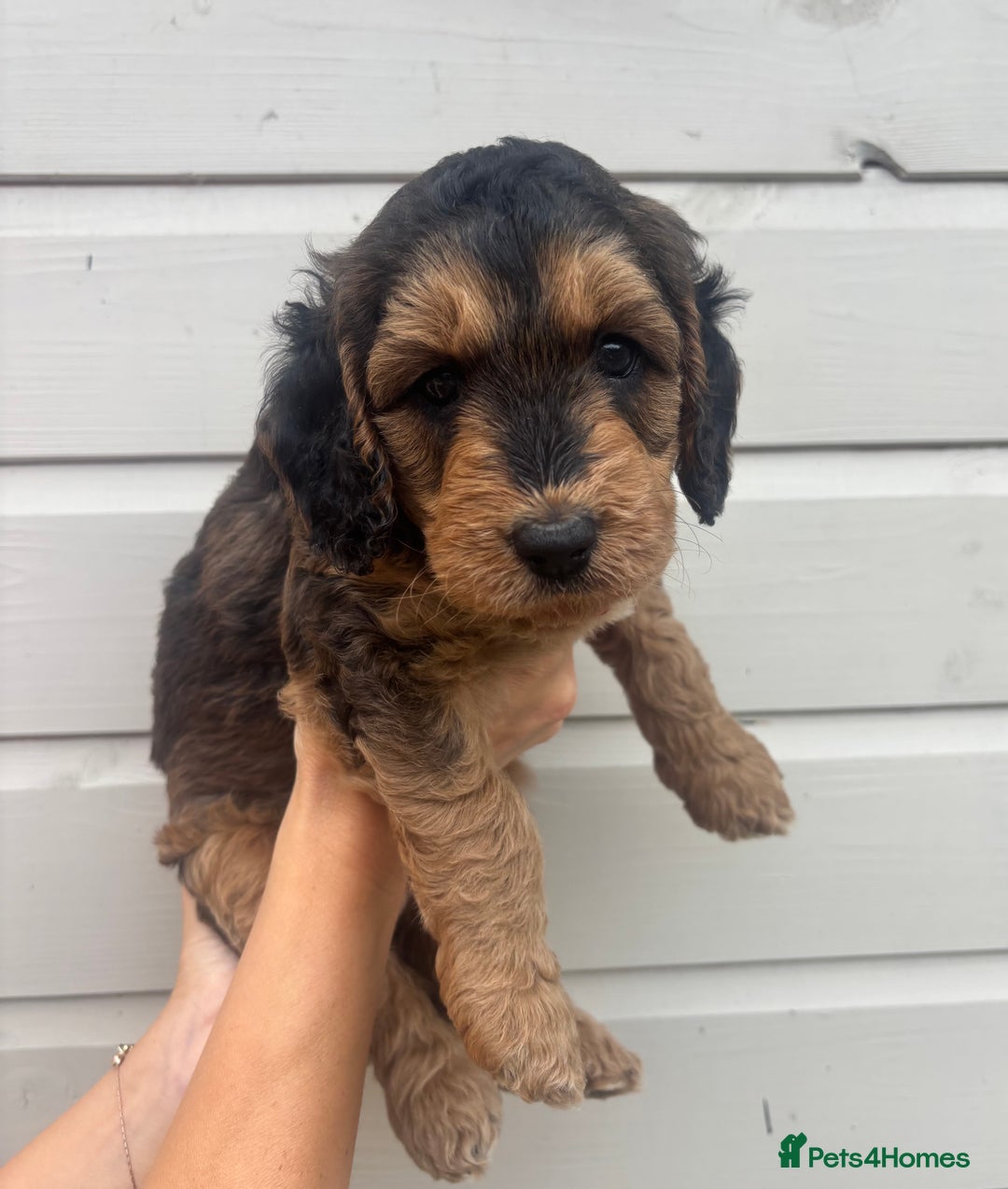 Cockapoo dogs for sale: 🐾 Gorgeous cockapoo puppies🐾 - Image 3