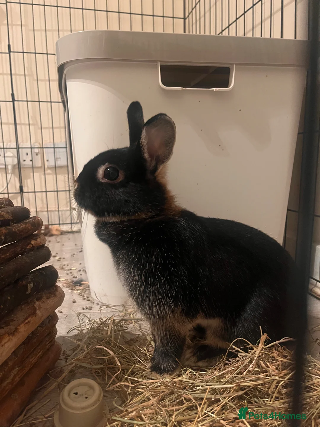 Netherland Dwarf rabbits for sale: Netherlands looking for 5⭐️ 🏡  - Advert 1