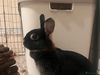 Netherland Dwarf rabbits Netherlands looking for 5⭐️ 🏡 - Advert 6