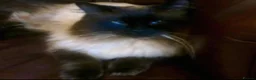 Ragdoll cats for sale: RAGDOLL KITTENS READY NOW  - Advert 19
