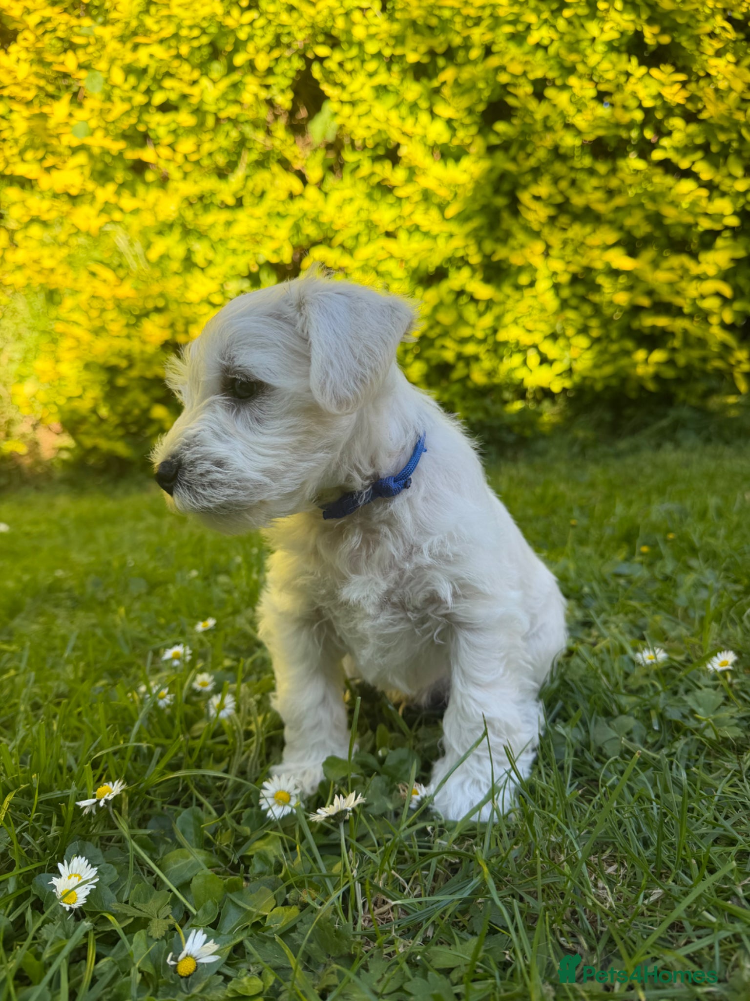Miniature Schnauzer dogs for sale: Available: 🐾 3 Girls 🐾 2 Boys - Advert 5