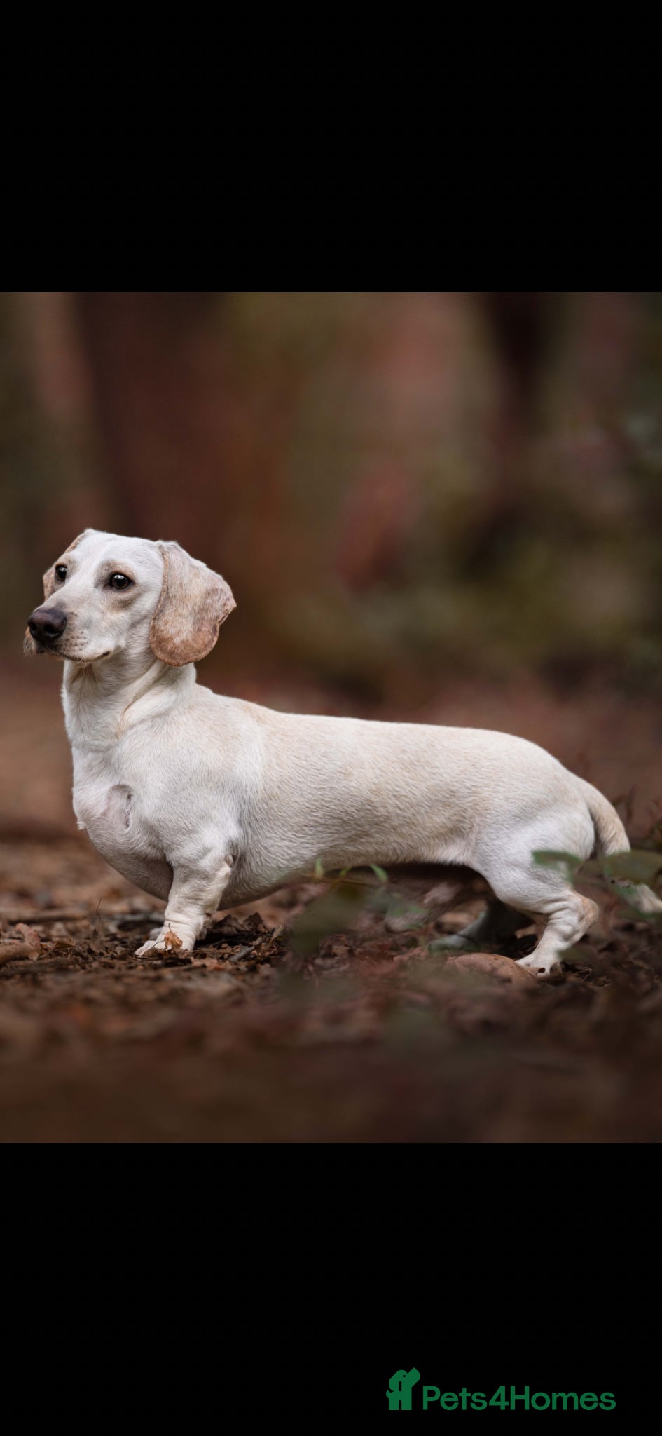 Miniature Dachshund dogs KC/PRA CLEAR SM MINI PROVEN DACHSHUND  - Advert 23
