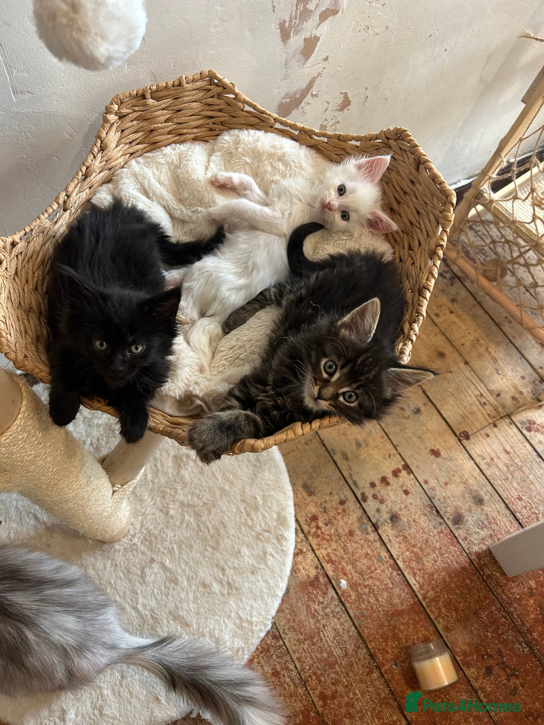 Maine Coon cats for sale: Maine coon kittens  - Advert 4