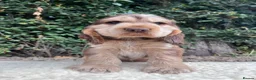 Cocker Spaniel dogs for sale: Outstanding health tested KC show cocker puppies - Advert 4