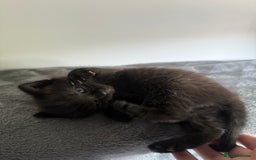 Ragdoll cats for sale: Beautiful Ragdoll X Kittens For Sale 🐾  - Image 11