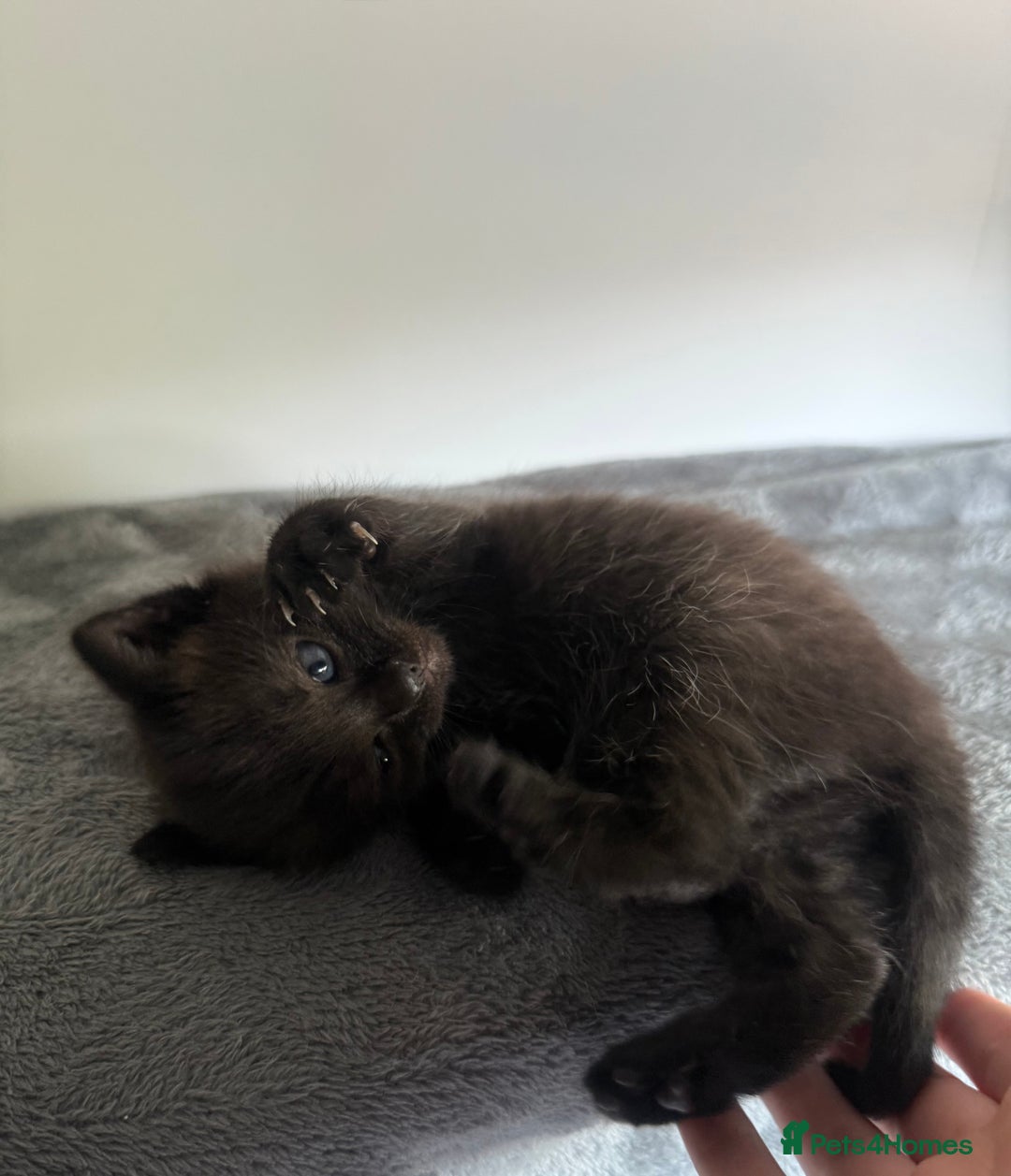 Ragdoll cats for sale: Beautiful Ragdoll X Kittens For Sale 🐾  - Image 11