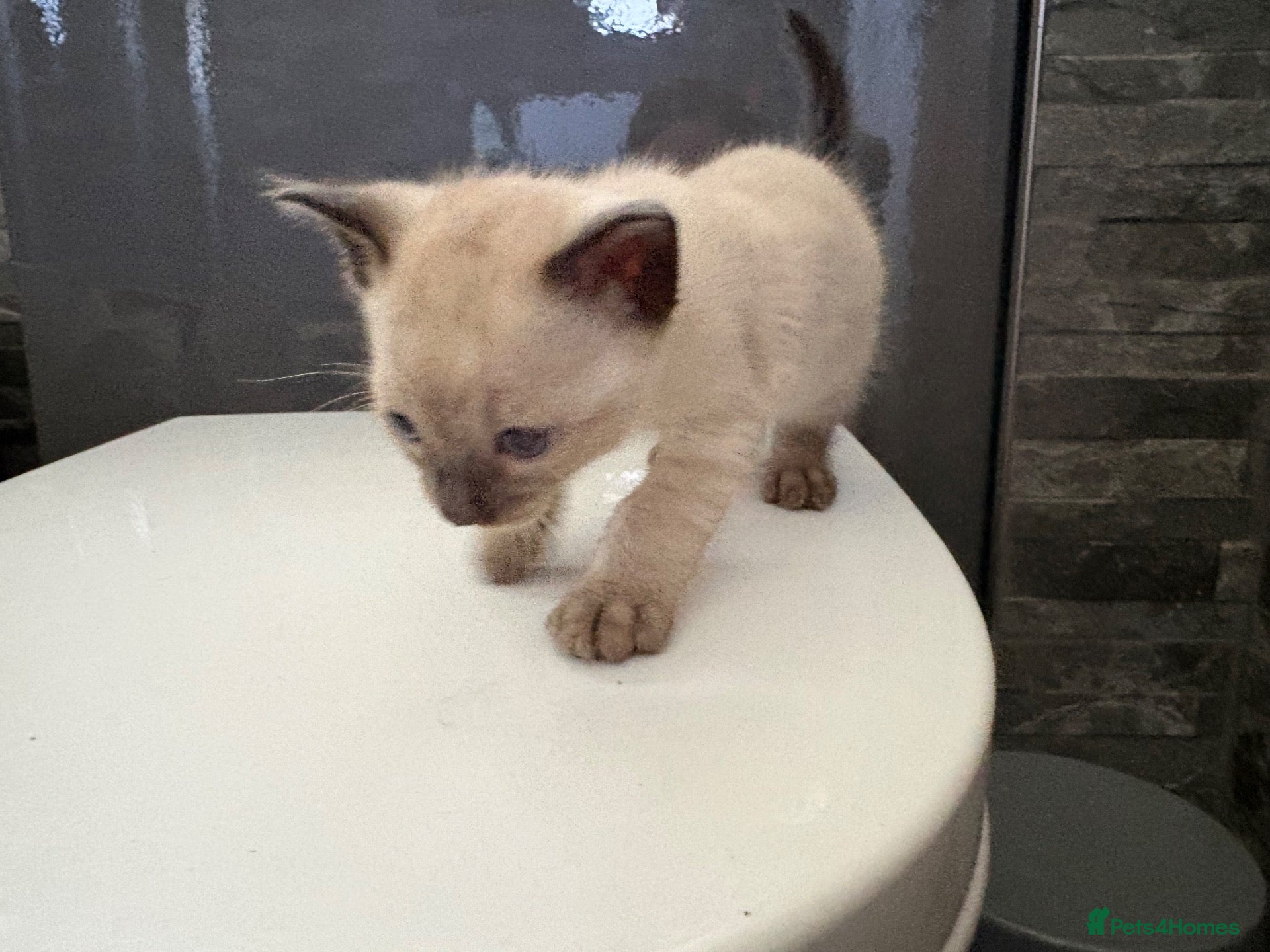 Bengal cats Beautiful Rare Bengal Tica Kittens - Advert 2