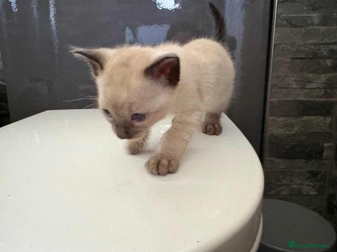 Bengal cats for sale: Beautiful Rare Bengal Tica Kittens - Advert 2