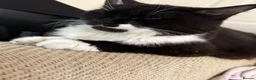 Mixed Breed cats for sale: Ragamuffin mix kittens please read description  - Advert 2