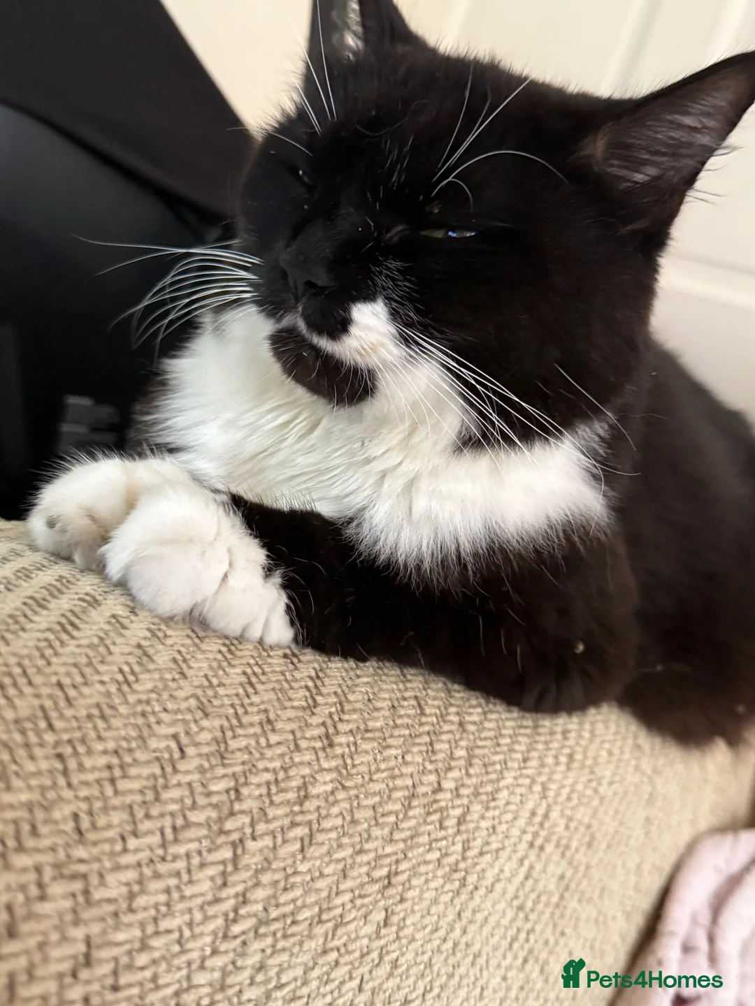 Mixed Breed cats for sale: Ragamuffin mix kittens please read description  - Advert 2