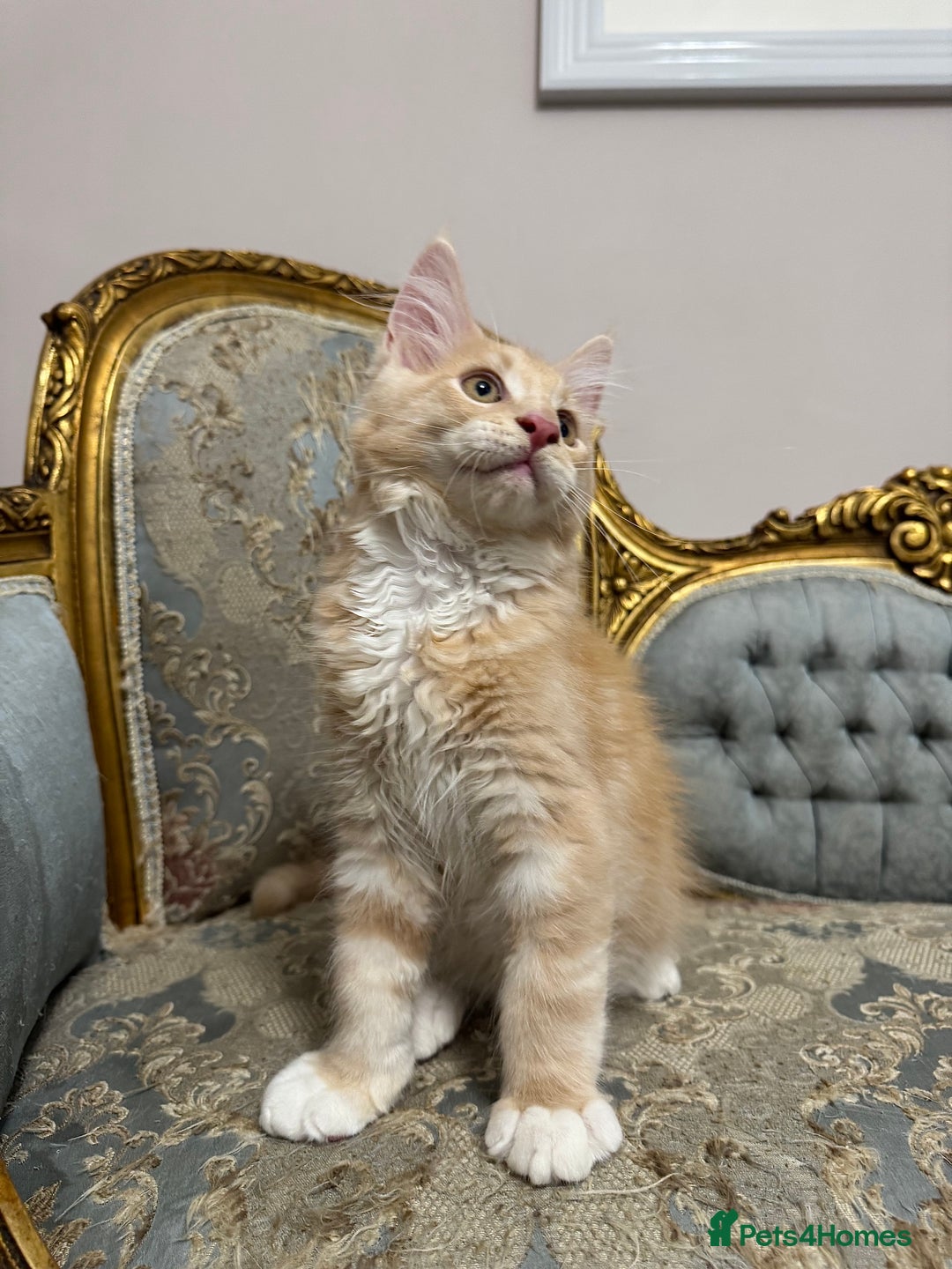 Maine Coon cats for sale: Maine Coon Kittens 🏆 20+ gen 🧬 Full Pedigree - Advert 29
