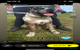 Mixed Breed dogs for sale: mastiff pups🐾 - Advert 9