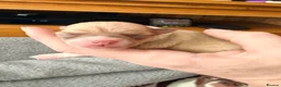 Chihuahua dogs for sale: Smooth coat Fawn and White  in Saint Austell - Advert 6