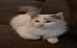 Ragdoll cats for sale: RAGDOLL BICOLOUR BOY BLUE EYES READY NOW! - Image 30