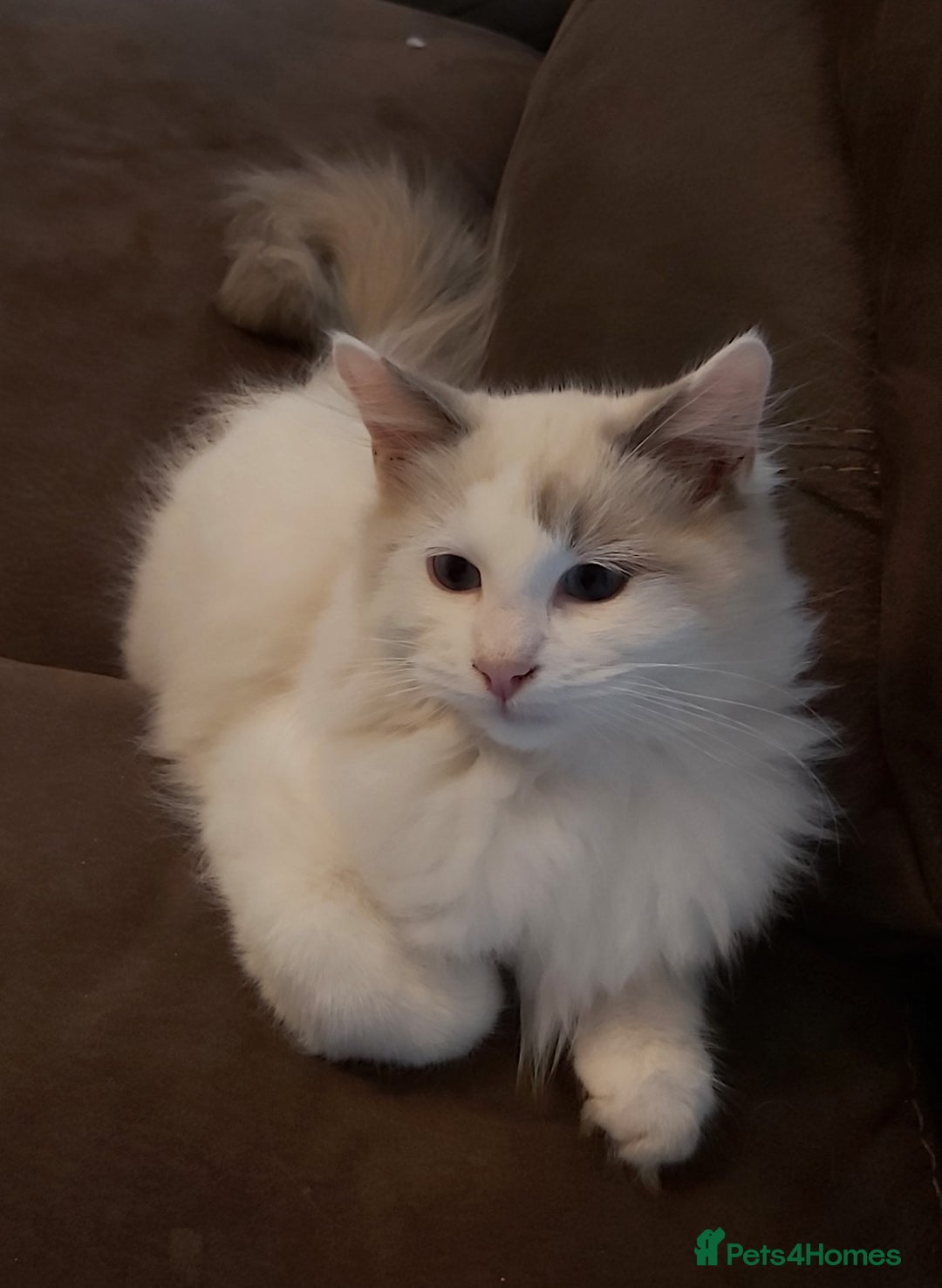 Ragdoll cats for sale: RAGDOLL BICOLOUR BOY BLUE EYES READY NOW! - Image 30