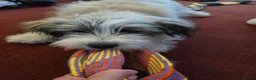 Mixed Breed dogs for sale: Reactive dog needing experienced owner - Advert 3