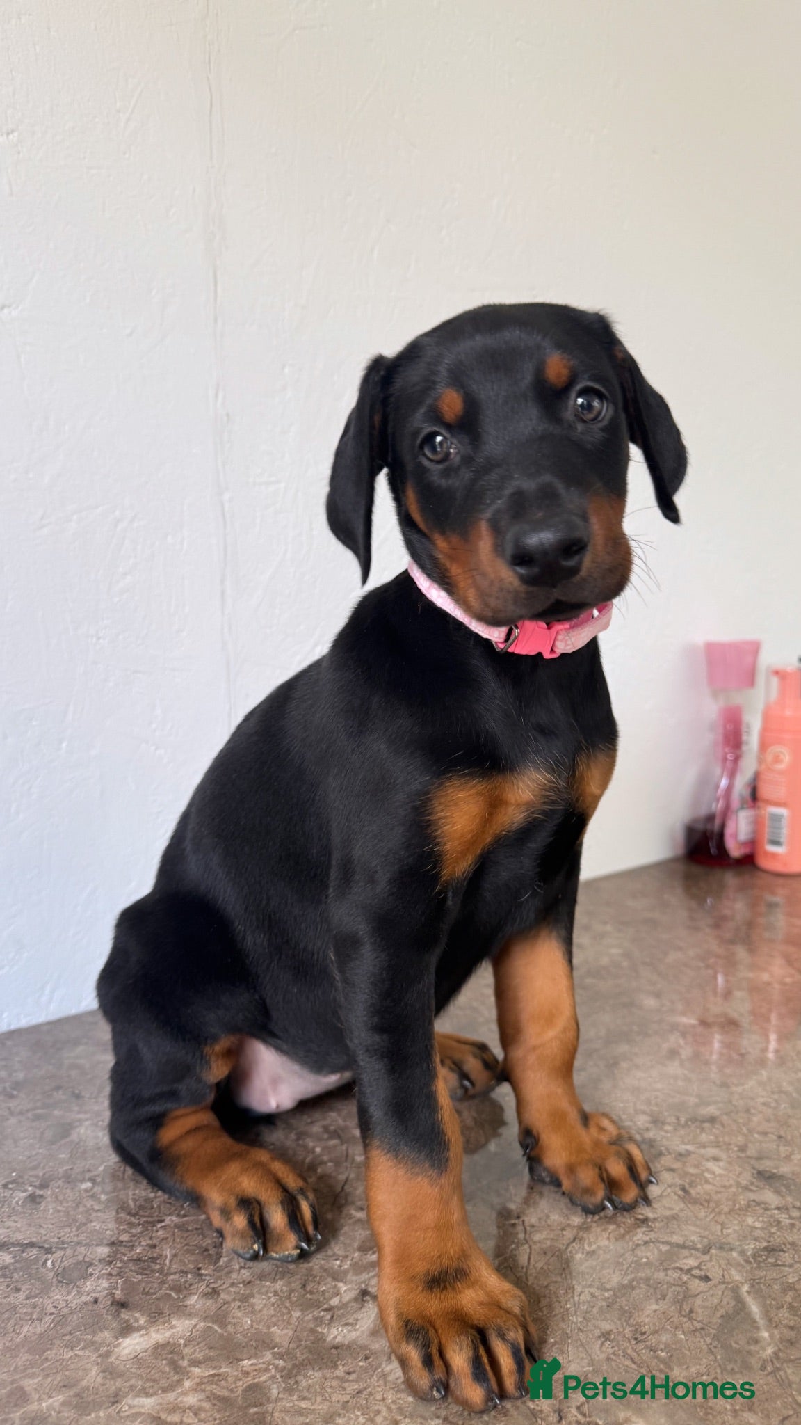 Dobermann dogs Quality European Dobermanns - 1 Female Remaining - Advert 1