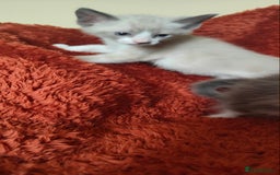 Mixed Breed cats for sale: Ragdoll X russian blue kittens - Image 10