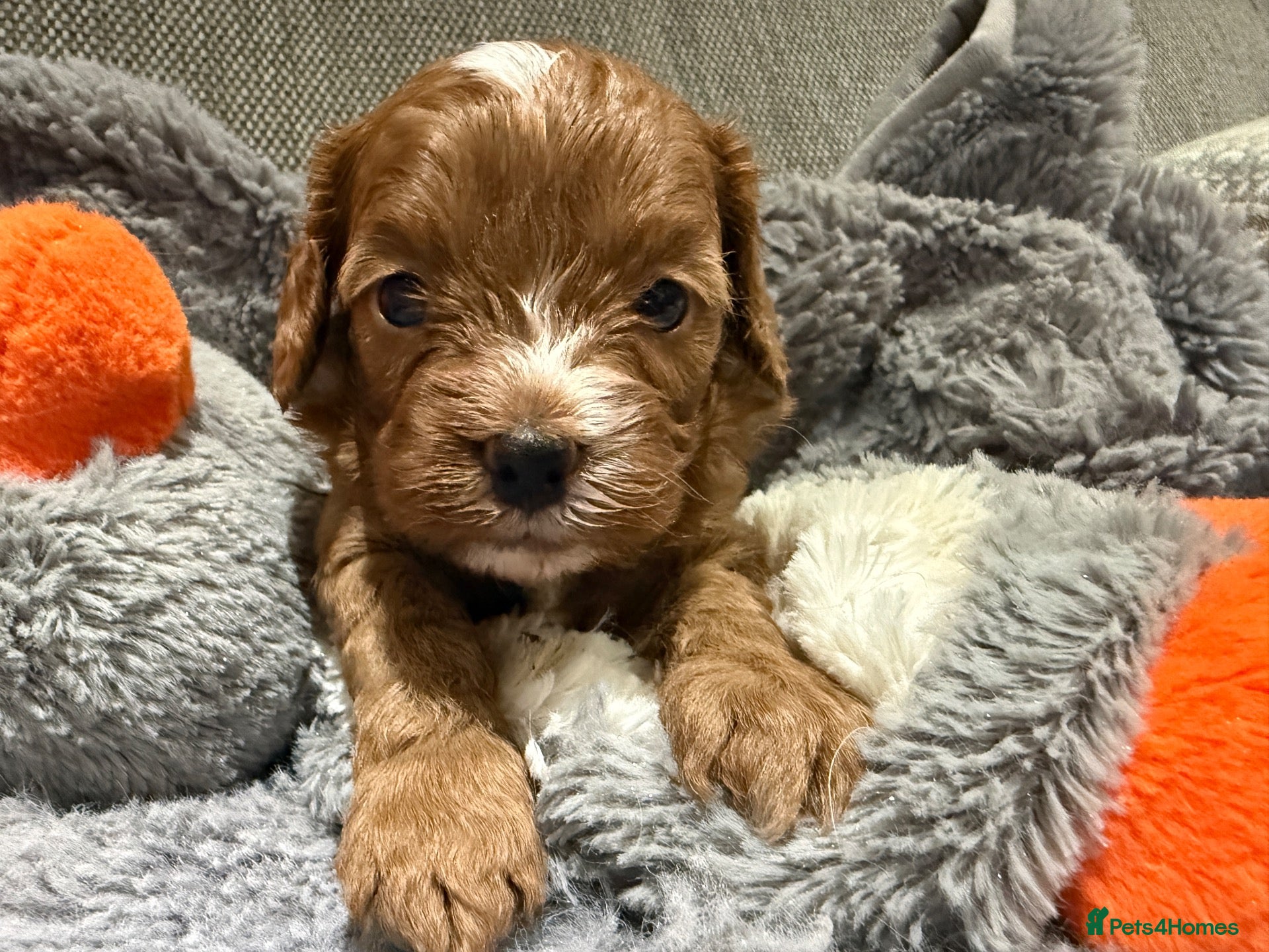 Cavapoo dogs Cavapoo f1 health tested mum and dad here to see - Advert 2
