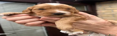 Cockapoo 1